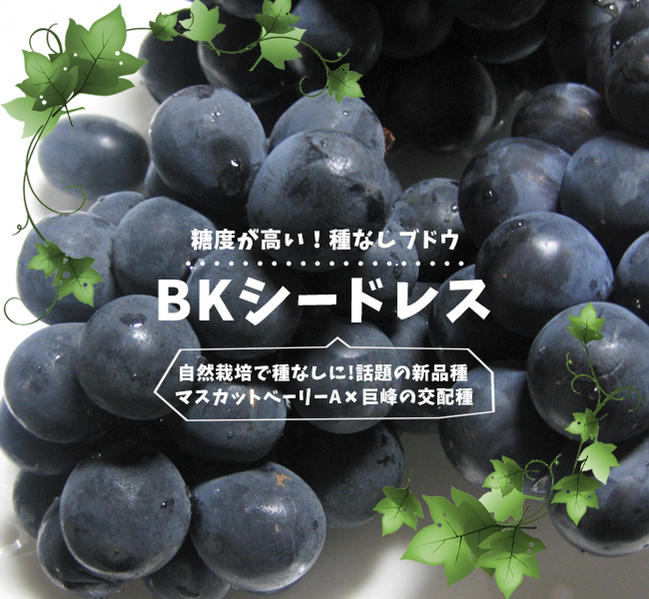 楽天市場】種無しぶどう 【BKシードレス】 3年生接木1.1m大苗 ウィルス