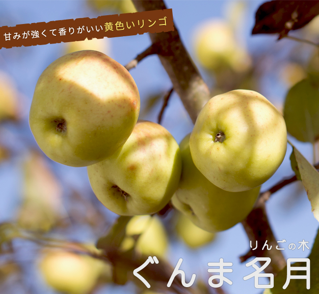 楽天市場】りんご 【クラブアップル スイートメイデン】 1年生 接ぎ木 