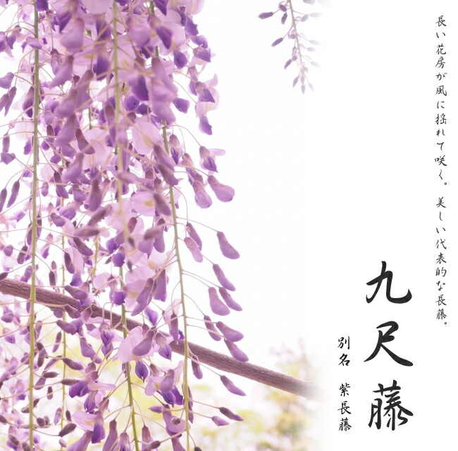 楽天市場】花藤 【八重黒龍藤】 2年生 接木 6号ポット苗 【予約販売】1月下旬以降発送予定。 : 苗木部 ｂｙ 花ひろばオンライン