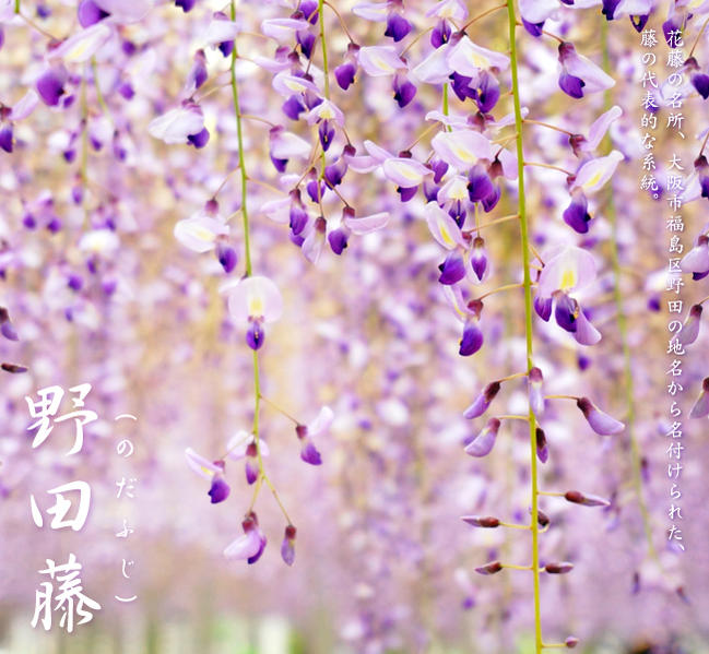 楽天市場】花藤 【本紅藤】 2年生 接木 6号ポット苗 : 苗木部