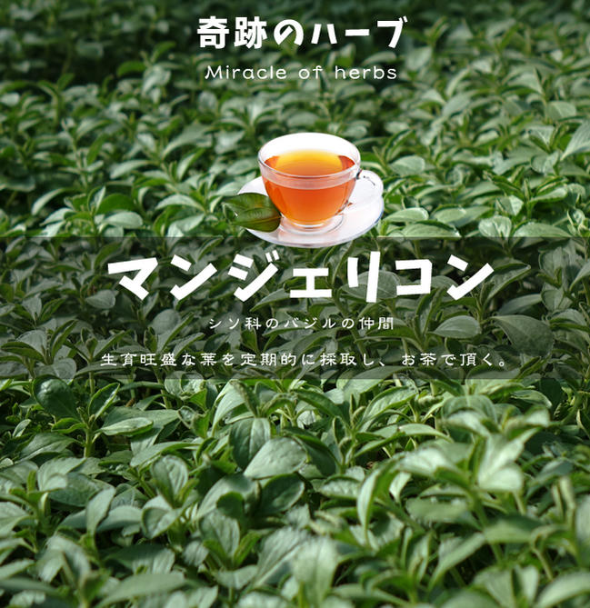 楽天市場 奇跡のハーブ マンジェリコン ボルド ブラジル原産 3号ポット苗 苗木部 ｂｙ 花ひろばオンライン