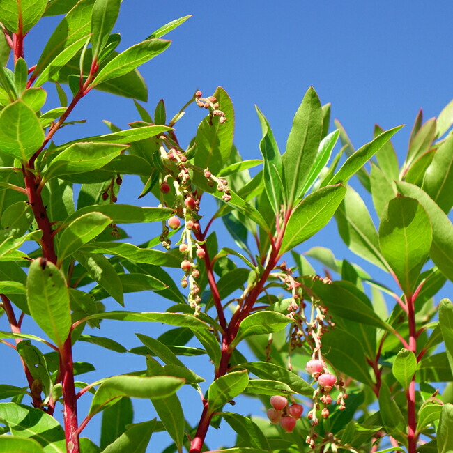 楽天市場 四季咲き ヒメイチゴノキ マリーナ ストロベリーツリー 大苗 苗木部 ｂｙ 花ひろばオンライン
