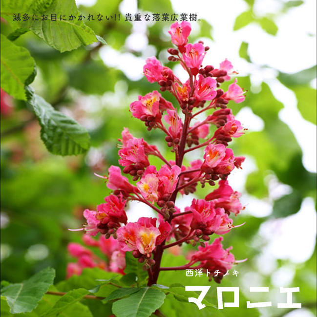 レビュー高評価の商品 ヒメシャラ 姫シャラ 株立ち 根巻き大苗 大型宅配便 沖縄 離島不可 店舗 Kytitlelaw Com