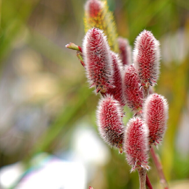 ツルウメモドキ苗 苗：つる梅もどき(オス木)*ツルウメモドキ/蔓梅擬 : 遊恵盆栽 Yahoo!店