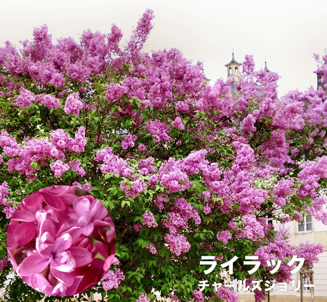 楽天市場】ライラック 苗 赤紫 品種 ミセスエドワードハーディング