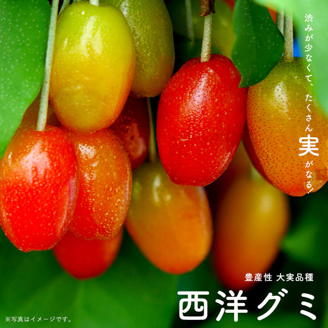 楽天市場 西洋グミ 2年生 接ぎ木 苗 果樹苗木 果樹苗 観賞花木 苗木部 ｂｙ 花ひろばオンライン