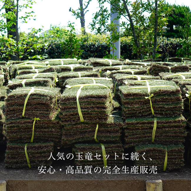 楽天市場 芝生 姫高麗芝 ヒメコウライシバ 1束 生産販売 苗木部 ｂｙ 花ひろばオンライン