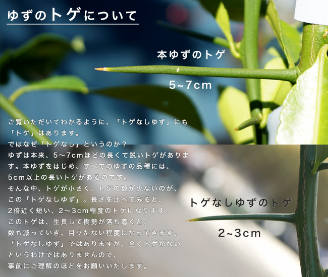 楽天市場 トゲなし柚子 とげなしゆず 1年生 接ぎ木 苗木 予約販売11月頃入荷 発送予定 苗木部 ｂｙ 花ひろばオンライン
