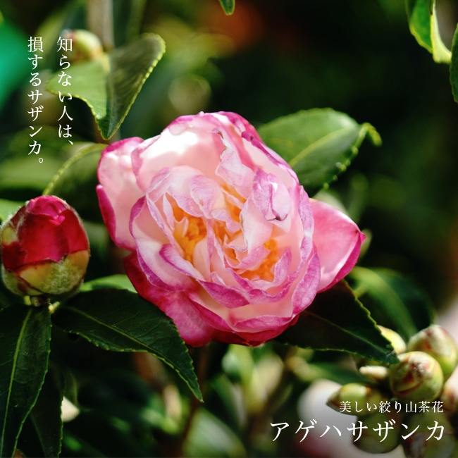 楽天市場 さざんか アゲハサザンカ 根巻き苗 庭木 常緑樹 生垣 目隠し サザンカ 苗木 植木 庭木 常緑樹 苗木部 ｂｙ 花ひろばオンライン