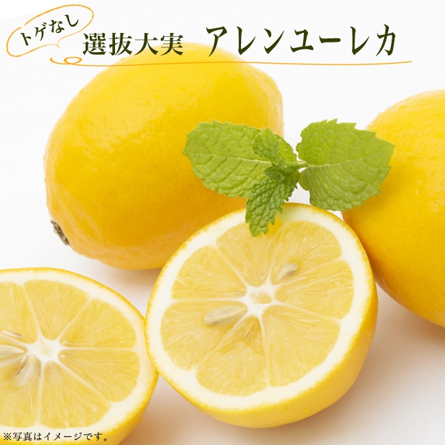 トゲなしレモンの新境地 四季なりでトゲが小さいれもん トゲなし レモンの木 レモンの木 トゲなし 選抜大実 アレンユーレカ 3年生接木大苗 予約販売9 10月頃入荷予定 果物の苗物 苗木部 ｂｙ 花ひろばオンライン