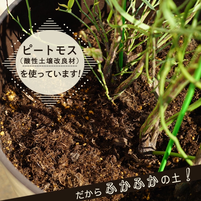 楽天市場 アベックブルーベリー 2本植え ラビットアイ系 鉢植え フレグラーポット 苗木部 ｂｙ 花ひろばオンライン