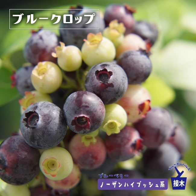 楽天市場】【ブルークロップ】 ノーザンハイブッシュ系 3年生接木大苗