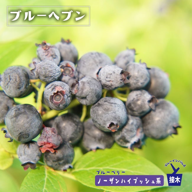 楽天市場 ブルーヘブン ノーザンハイブッシュ系 2年生接木苗 ブルーベリー ブルーインパルス 苗木部 ｂｙ 花ひろばオンライン