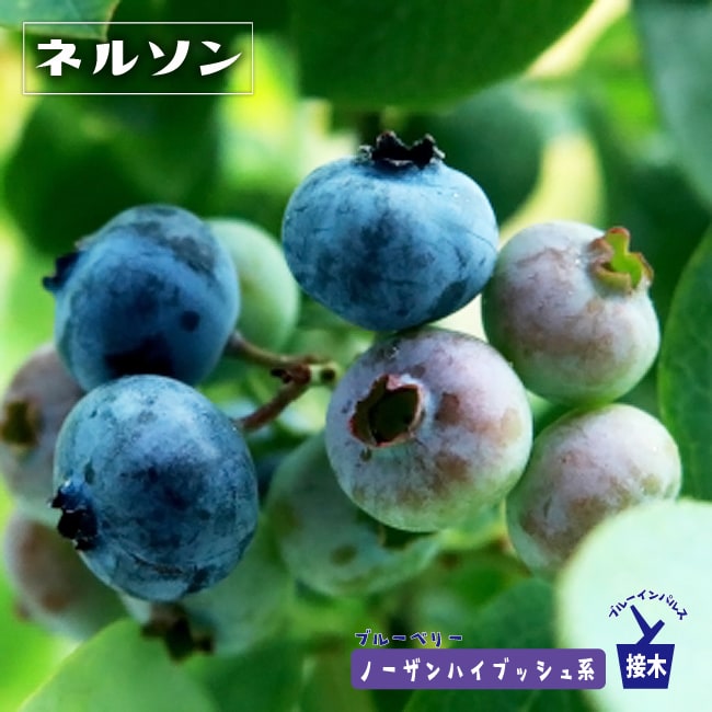 楽天市場】【ネルソン】 ノーザンハイブッシュ系 2年生挿木苗