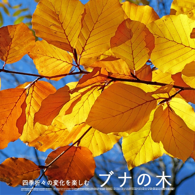 【楽天市場】ブナの木 ロングポット苗 庭木 落葉樹:苗木部 by 花ひろばオンライン