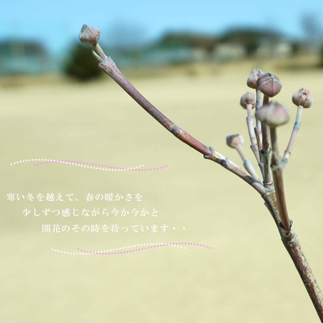 楽天市場 白花ハナミズキ 根巻き大苗 大型宅配便 沖縄 離島不可 苗木部 ｂｙ 花ひろばオンライン