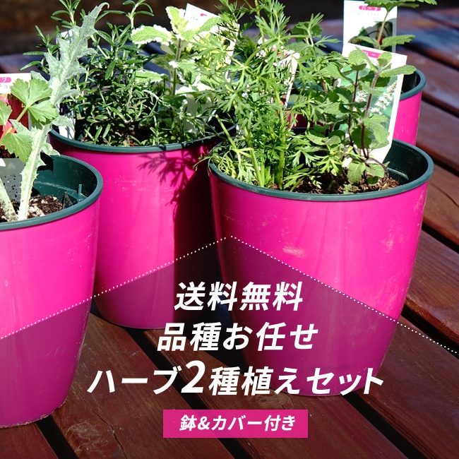 楽天市場 ハーブ セット苗 送料無料 お任せ 寄せ植えセット 鉢カバー付 苗木部 ｂｙ 花ひろばオンライン