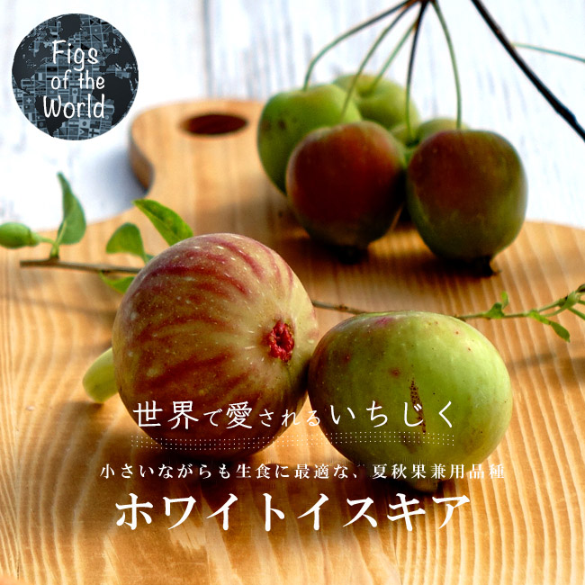 イチジクの良苗。 イチジクの良苗。シャーアンバー - 植物/観葉植物新品