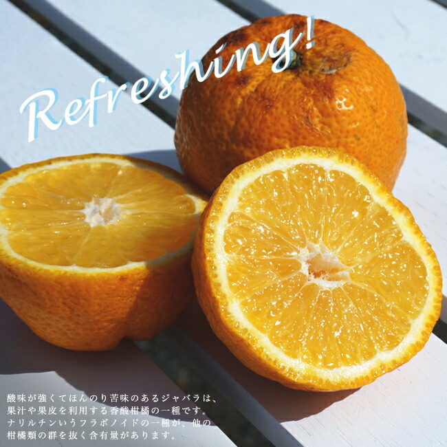 楽天市場 ジャバラ じゃばら 2年生 接ぎ木 スリット鉢植え 限定販売 苗木部 ｂｙ 花ひろばオンライン