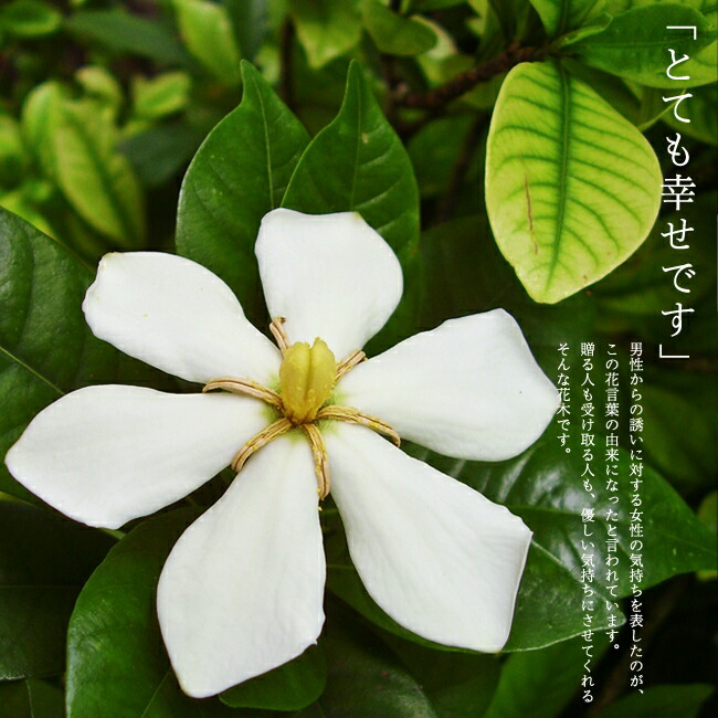 生垣セット 実なりクチナシ根巻き苗 苗 4本と花ひろば堆肥 苗木部 生垣セット 一重咲き 一重クチナシ 極み 2袋