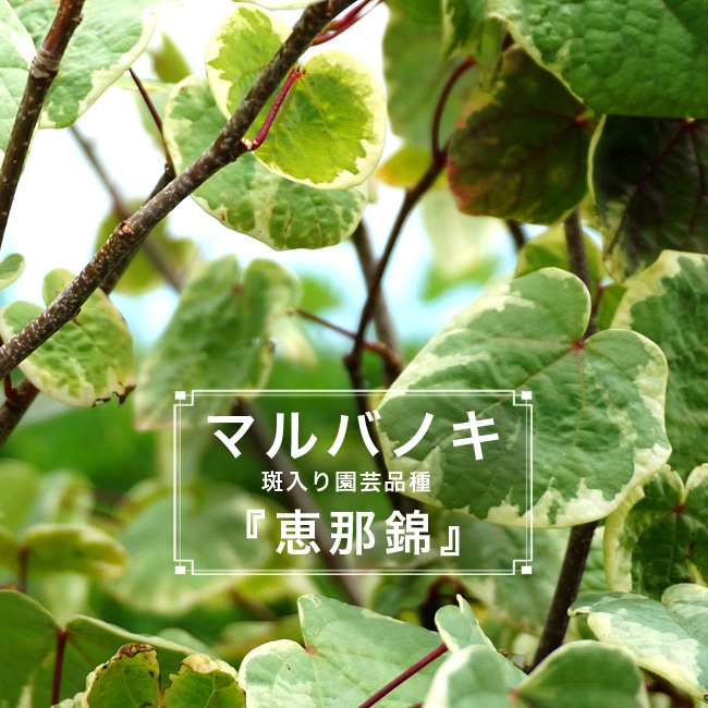 楽天市場】斑入りマルバノキ 恵那錦 根巻き大苗 大型宅配便・特大梱包