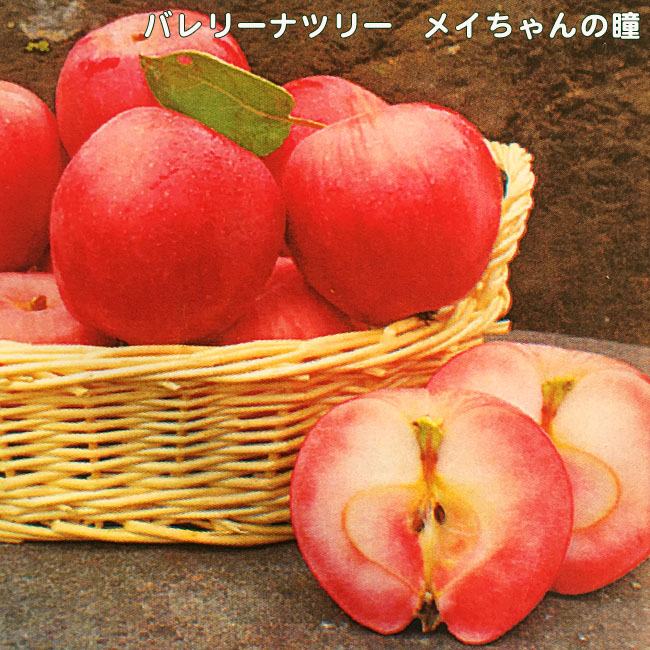 楽天市場】楽天スーパーセール対象商品 姫りんご 苗木 【メイちゃんの