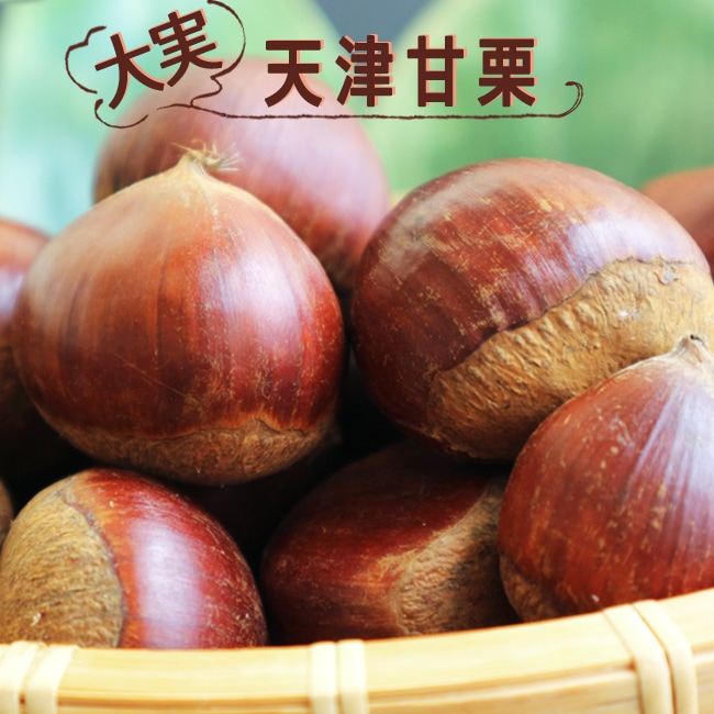 楽天市場 大実天津甘栗 くりの苗木 1年生接木苗 苗木部 ｂｙ 花ひろばオンライン