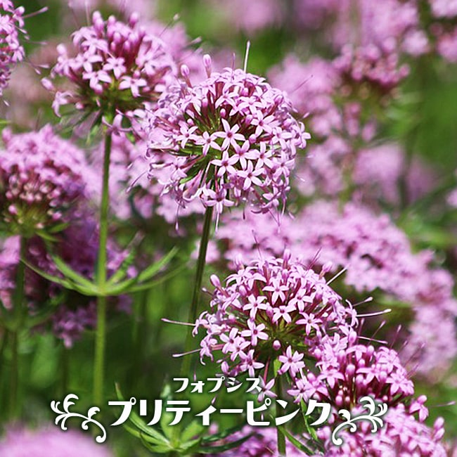 きなこ 様用20.ヤマシタマンゴー苗　耐寒性 Amazon.co.jp: 赤キンコウマンゴー(赤金煌) 接木苗 全体の高さ