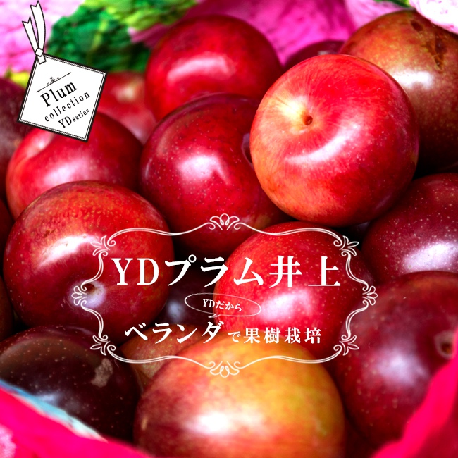 楽天市場 スモモ プラム 苗木 ｙｄプラム井上 1年生 接ぎ木苗 果樹 すもも 予約販売11月頃入荷予定 苗木部 ｂｙ 花ひろばオンライン