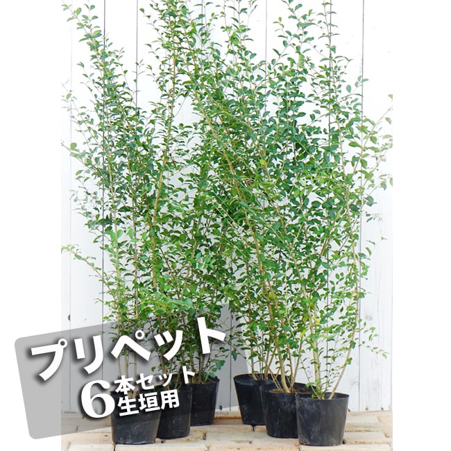 プリペット 植木 6本セット 生垣 生垣用 庭木 セット 生垣 常緑樹 花ひろばオンライン 生垣 6本セット 手間が少なくて刈込にも強い 初めての方にも おすすめの生垣向けセット 常緑樹 目隠し 苗木部 by プリペット 植木 6本セット 生垣 生垣用 庭木 セット 生垣 常緑樹 花ひろばオンライン 生垣 6本セット 手間が少なくて刈込にも強い 初めての方にも おすすめの生垣向けセット 常緑樹 目隠し 苗木部 by