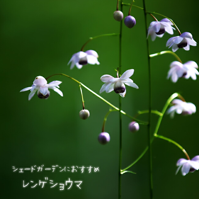 楽天市場】【ヒトリシズカ】 3号ポット苗 【予約販売】4～5月頃入荷