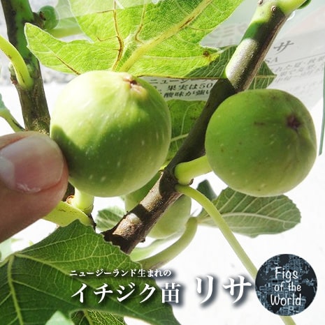 イチジク　ゴールドフィグ　実付き特大苗　果樹 Amazon.co.jp: 【 選べる 】イチジク 【 ゴールドファイガー