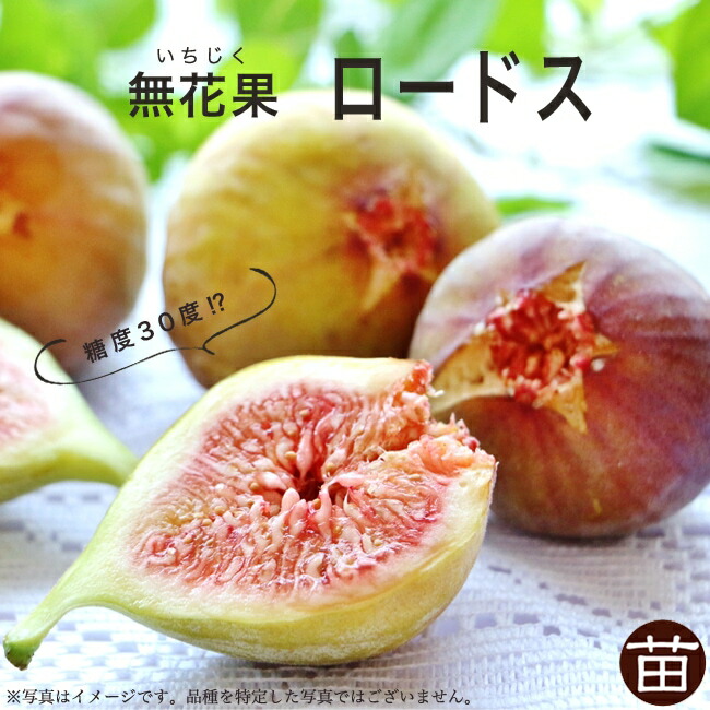 楽天市場 ロードス いちじく 3年生大苗 1m苗 産地で剪定済 1 0m苗 苗木部 ｂｙ 花ひろばオンライン