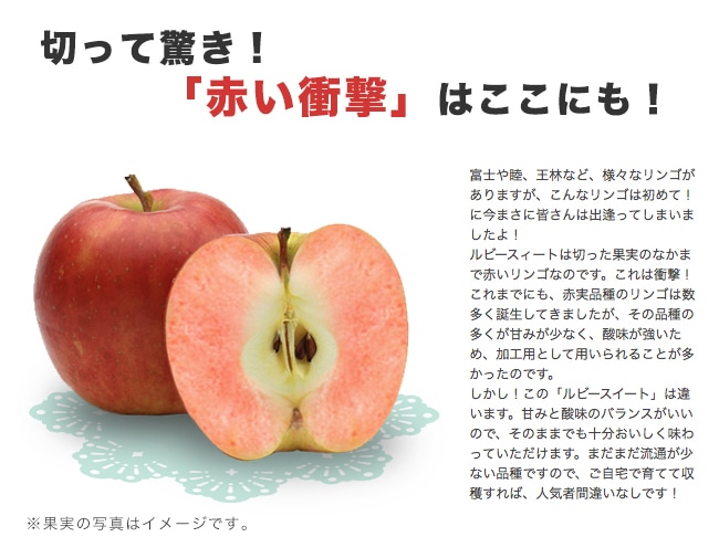 楽天市場 りんご 苗木 Ydルビースイート 1年生 わい性台木 接ぎ木 苗 リンゴ 苗木部 ｂｙ 花ひろばオンライン