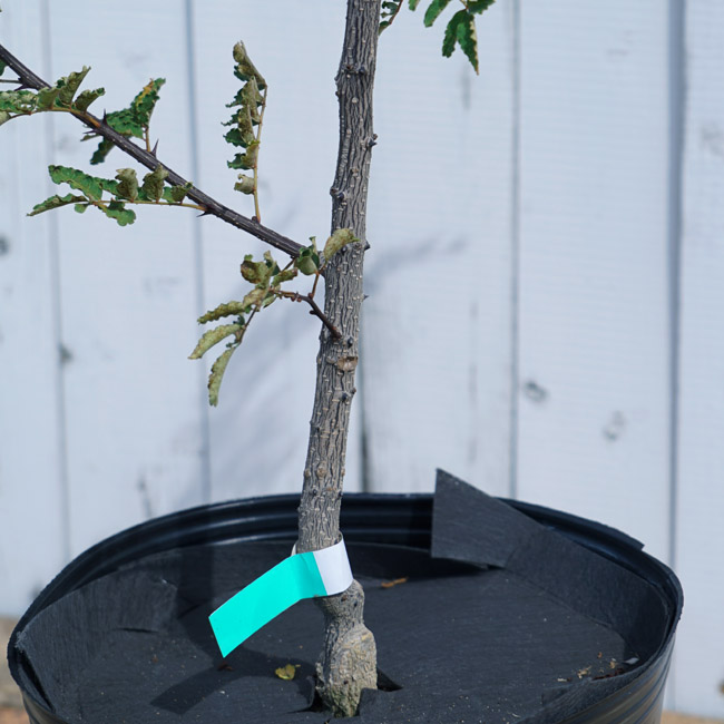 楽天市場 山椒 苗 朝倉山椒 トゲなし実サンショウ 根腐れ抵抗性台木使用 3年生 接ぎ木 大苗 苗木部 ｂｙ 花ひろばオンライン