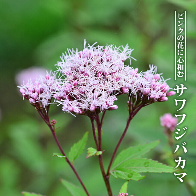 たま トリトマ苗 〜1500円くらいまで 園芸ネット本店｜（わけあり特価）トリトマ（クニフォフィア