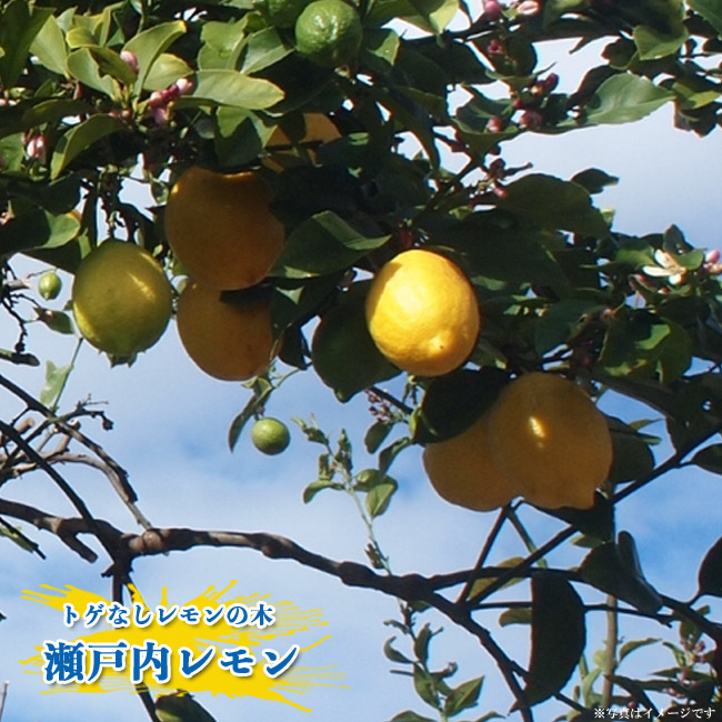 売れ筋 SEAL限定商品 レモンの木 3年生接ぎ木大苗