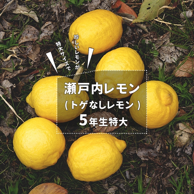 楽天市場 掘り出し物 レモン苗木 トゲなし 瀬戸内レモン 5年生接ぎ木 超特大苗 果樹苗木 檸檬 西濃運輸お届け 北海道 沖縄 離島不可 苗木部 ｂｙ 花ひろばオンライン