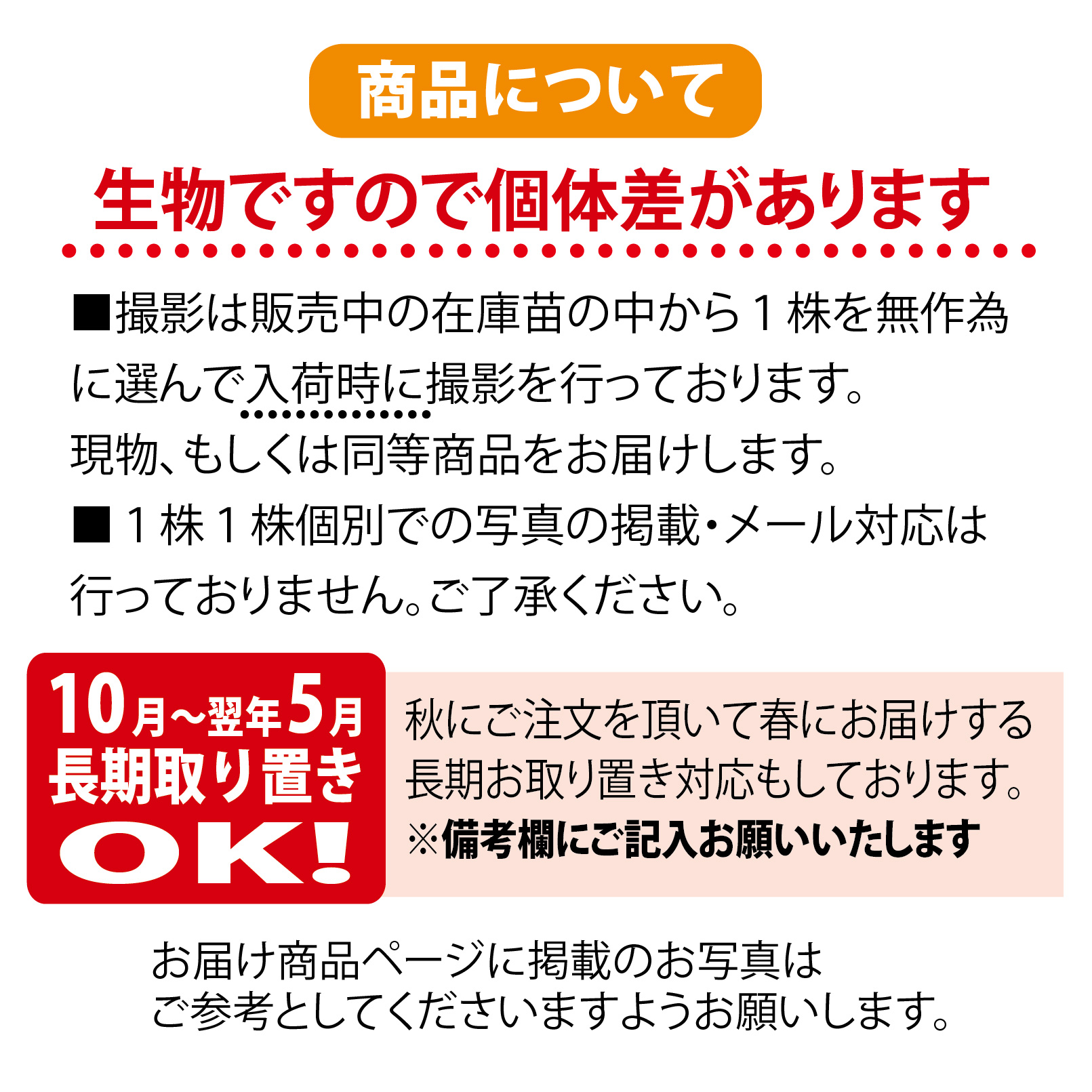 市場 ダイナミックゴールド パパイヤ ナーセリーポット大苗