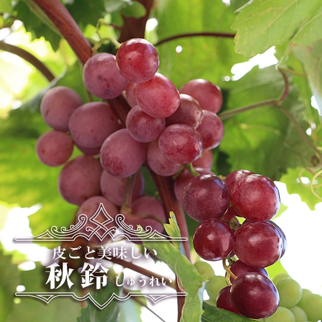 【販売買取】瀬戸ジャイアンツ 種ナシ皮ごと食べられる葡萄苗木 フラワー・リース