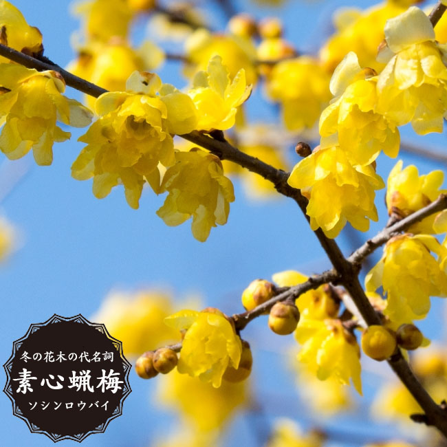 楽天市場】オウバイ 【雲南黄梅】 3.5号ポット苗 挿し木 【ハナヒロ