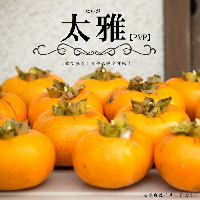 楽天市場】柿の苗木 【貴秋】 完全甘柿 1年生接木苗 登録品種・品種