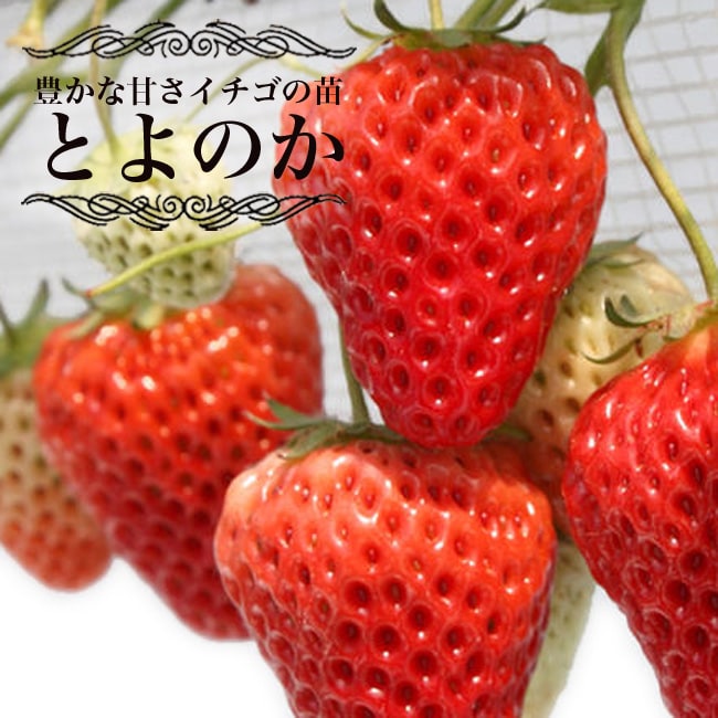 【楽天市場】いちご 苗 とよのか ( 豊の香 ) 3号ポット苗 【小梱包】 イチゴ 苺：苗木部 by 花ひろばオンライン