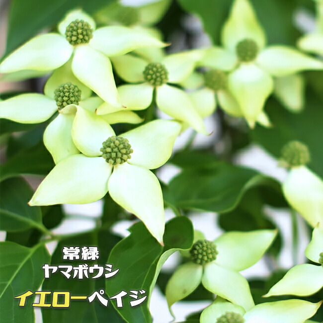 初回限定 常緑ヤマボウシ イエローペイジ ポット大苗 西濃運輸お届け 北海道 沖縄 離島不可 植木 高木 苗木部 ｂｙ 花ひろばオンライン 魅力的な Unma Ac Id
