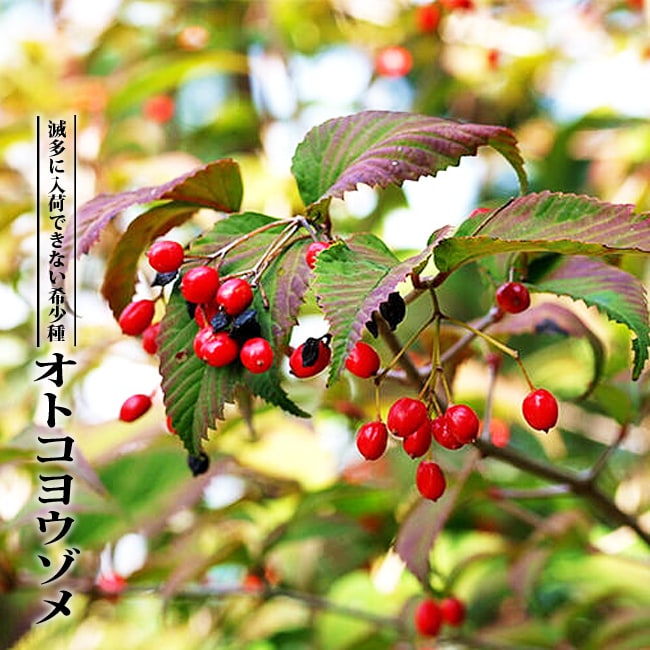 楽天市場】【キンメツゲ】 生垣用 根巻き大苗 : 苗木部 by 花