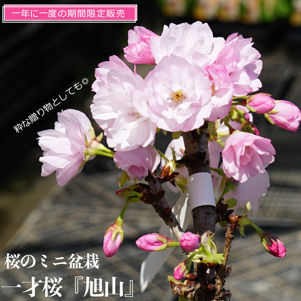 楽天市場 さくら盆栽 一才桜 旭山 花芽つき 白鉢苗 数量限定販売 苗木部 ｂｙ 花ひろばオンライン