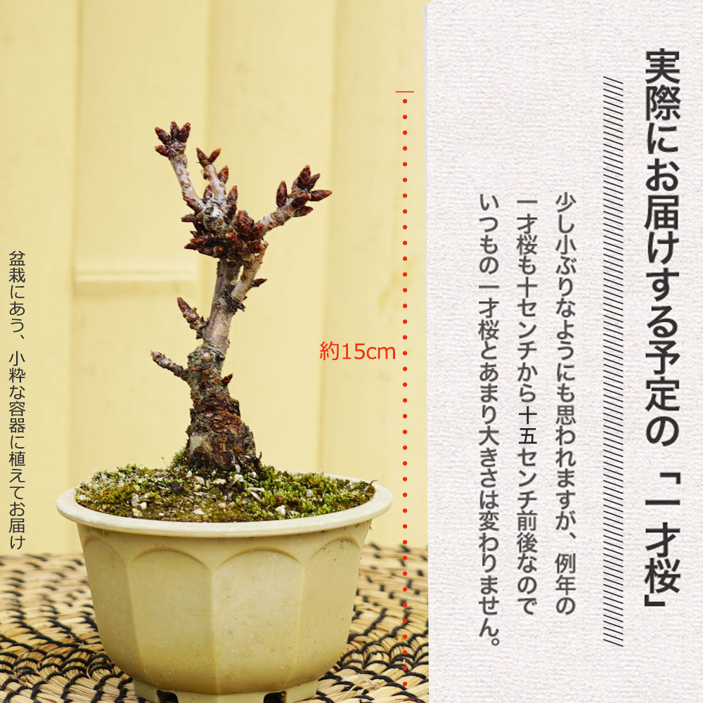 楽天市場 さくら盆栽 一才桜 旭山 花芽つき 盆栽鉢植え 数量限定販売 苗木部 ｂｙ 花ひろばオンライン