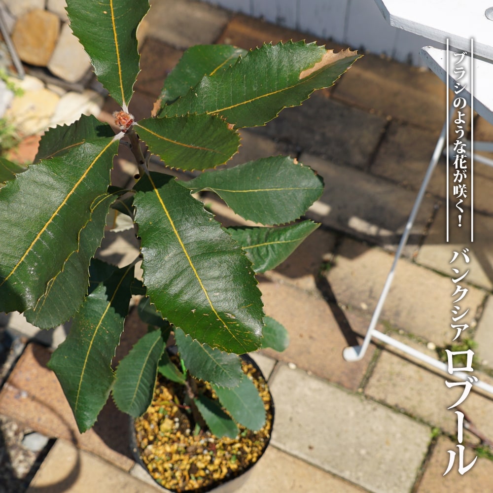 楽天市場】バンクシア レペンス 5号スリット鉢植え : 苗木部 by 花