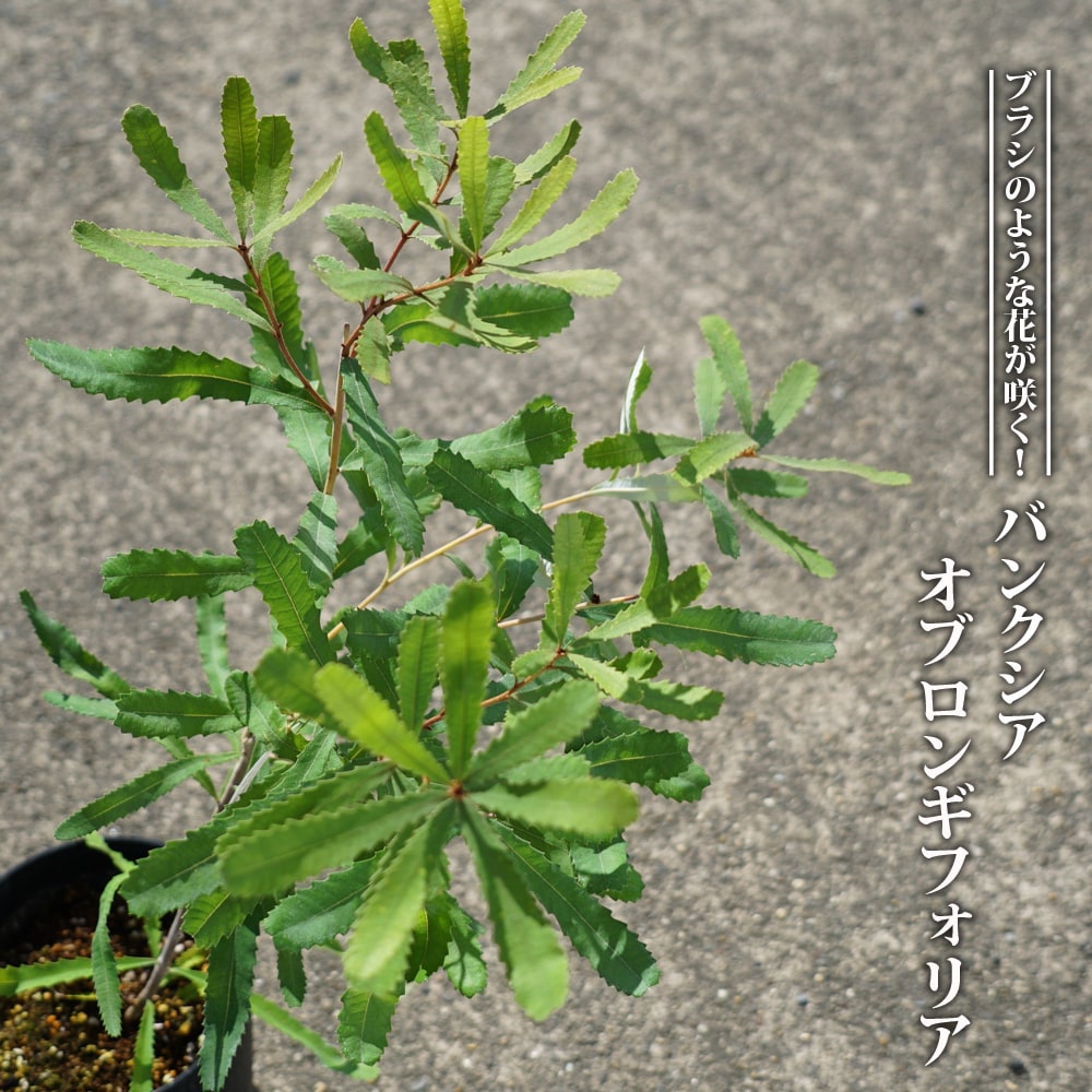 激安通販ストア バンクシア メンジーシー 6号 植物/観葉植物