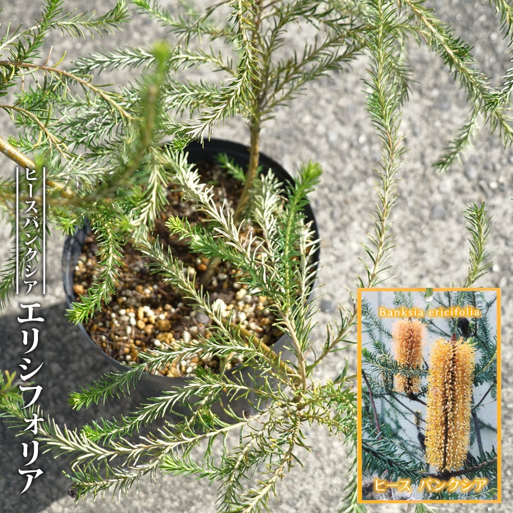 激安通販ストア バンクシア メンジーシー 6号 植物/観葉植物